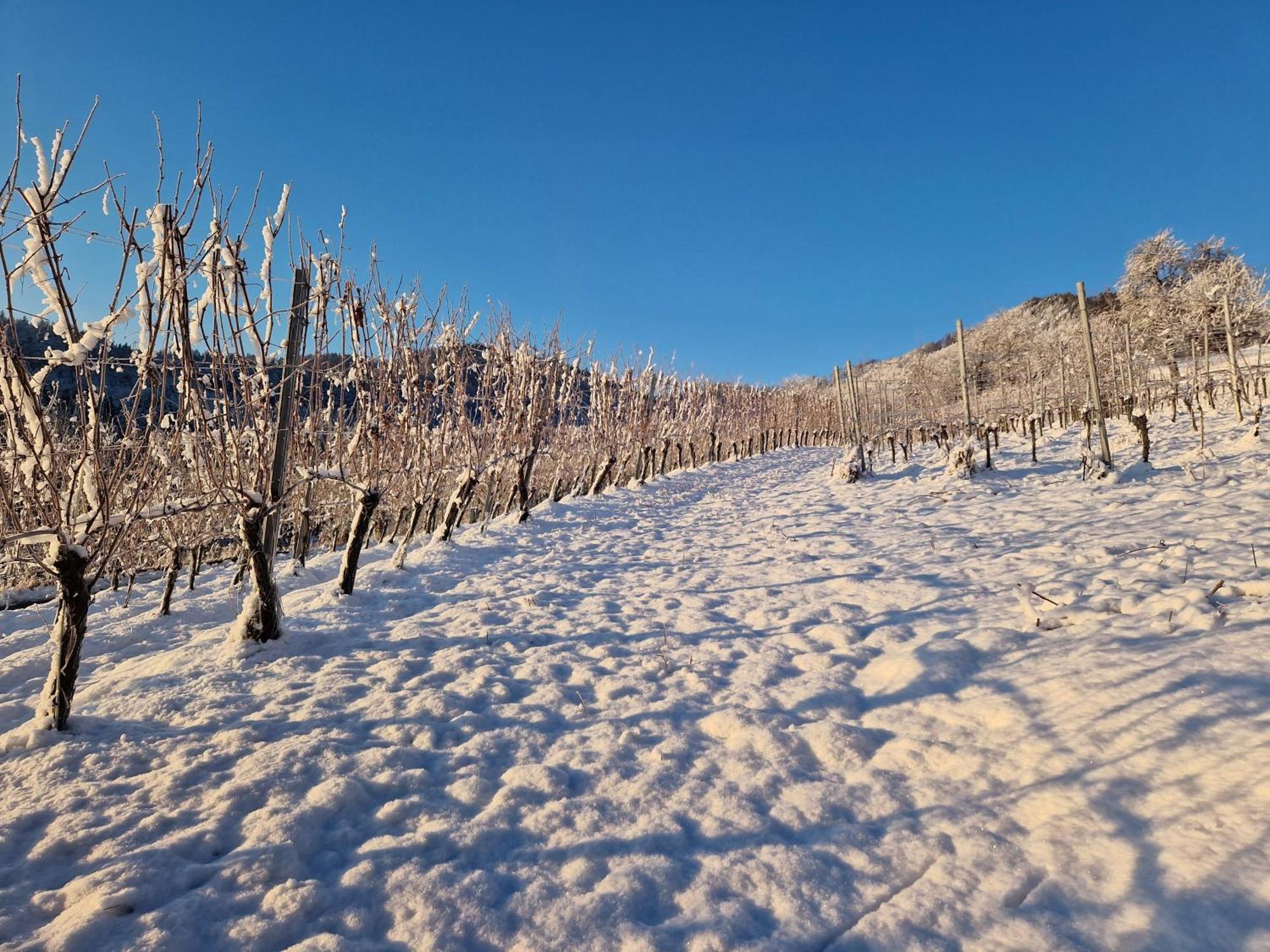 LoschentalAuszeit Am Weinhofアパートメント エクステリア 写真