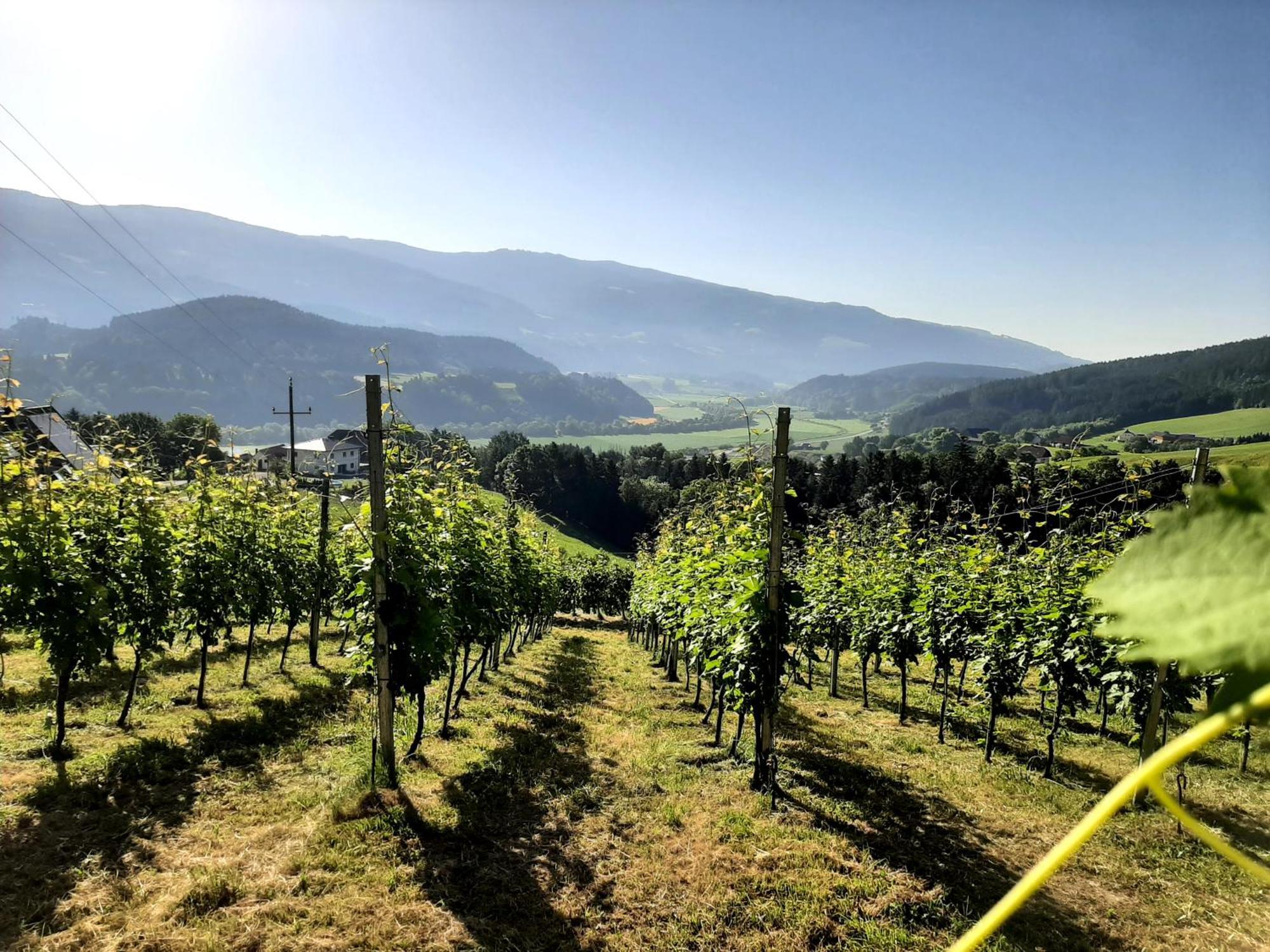 LoschentalAuszeit Am Weinhofアパートメント エクステリア 写真